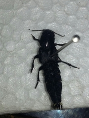 Platydracus angusticeps