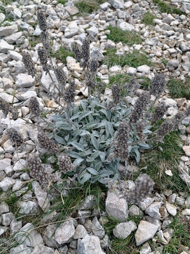 Stachys thirkei, photograph 4