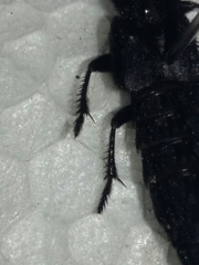 Platydracus angusticeps