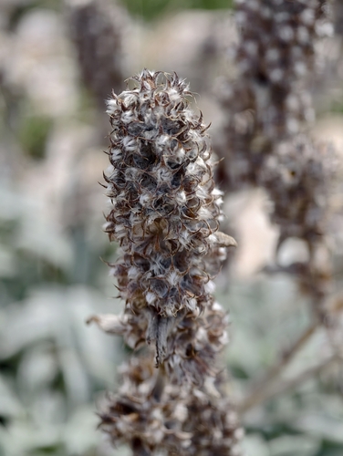 Stachys thirkei, photograph 5