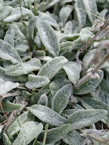 Stachys thirkei, photograph 6