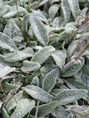 Stachys thirkei, photograph author not stated, no rights reserved