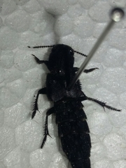 Platydracus angusticeps