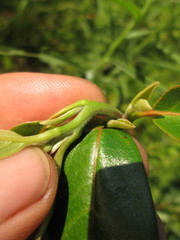 Nyssa sylvatica