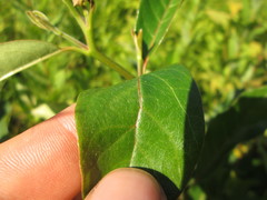 Nyssa sylvatica