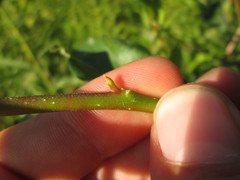 Nyssa sylvatica