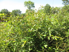Nyssa sylvatica