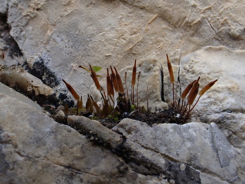 Red-toothed Extinguisher Moss (Encalypta longicolla)