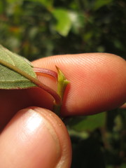 Nyssa sylvatica