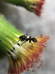 Lasius