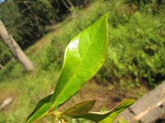 Nyssa sylvatica