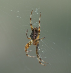 Araneus diadematus