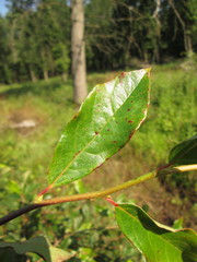 Nyssa sylvatica