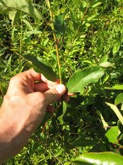 Nyssa sylvatica