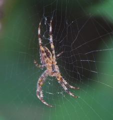 Araneus diadematus