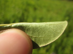 Nyssa sylvatica