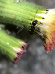 Lasius