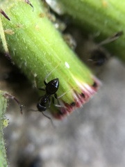 Lasius