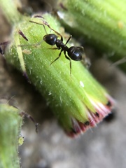 Lasius
