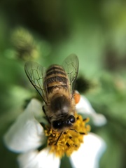 Apis cerana