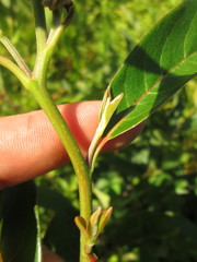 Nyssa sylvatica