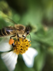 Apis cerana
