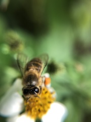 Apis cerana