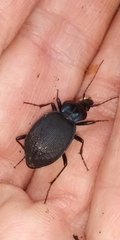 Sphaeroderus stenostomus lecontei