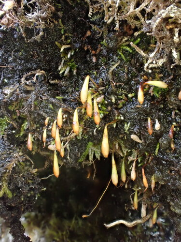 Plagiobryum zieri, 2025-09-12