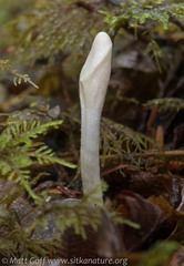 Trichoderma leucopus