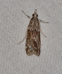 Scoparia syntaracta