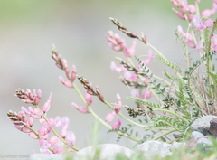 Astragalus anthylloides