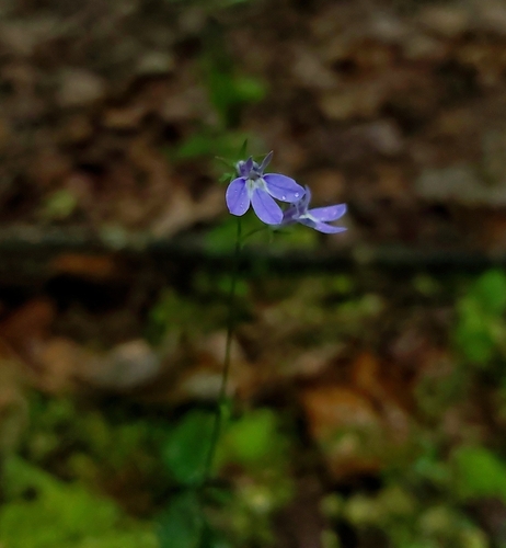 Nuttall's Lobelia (Lobelia nuttallii)