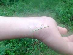 Bacillidae