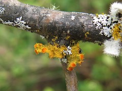 Teloschistes hypoglaucus