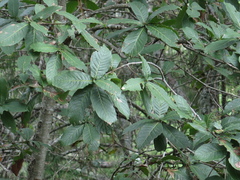 Quercus rysophylla