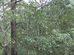 Quercus rysophylla