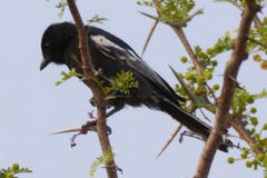 Melaniparus niger ravidus