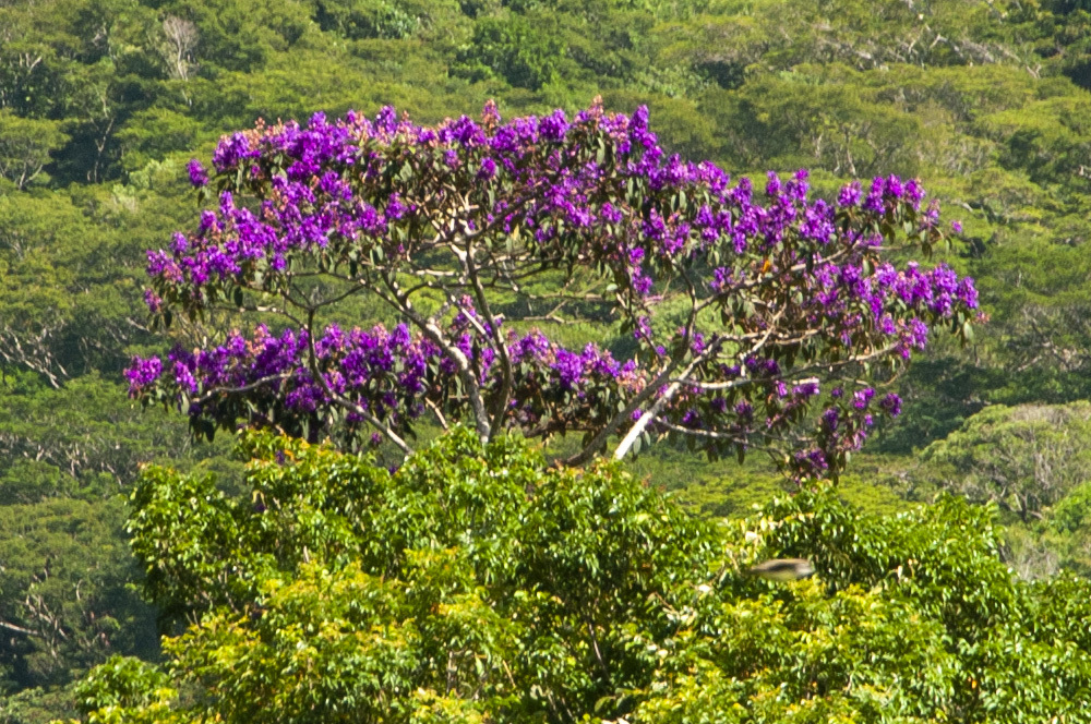 Pleroma granulosum