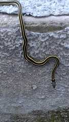Thamnophis pulchrilatus