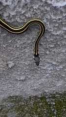 Thamnophis pulchrilatus