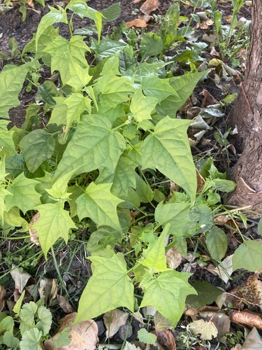 Наблюдение на iNaturalist
