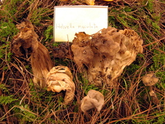 Helvella maculata