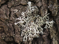 Heterodermia appalachensis
