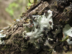 Tremella parmeliarum
