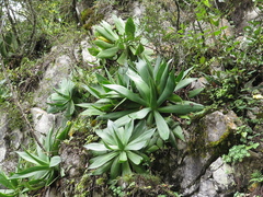 Agave mitis
