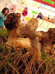 Helvella maculata