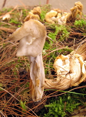 Helvella maculata