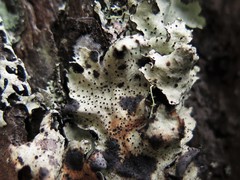 Abrothallus parmotrematis