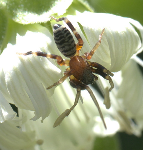 Variegated Ant-mimic Sac Spider photo 2